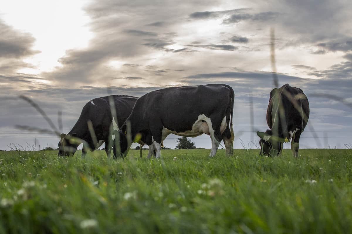 Irish Dairy - Part of Ireland's Sustainable Future