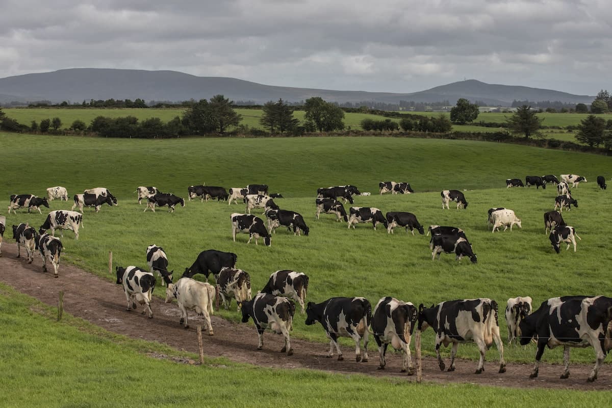 What makes Irish dairy sustainable?